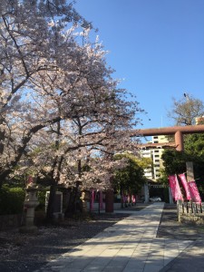 IMG_5649sakura31